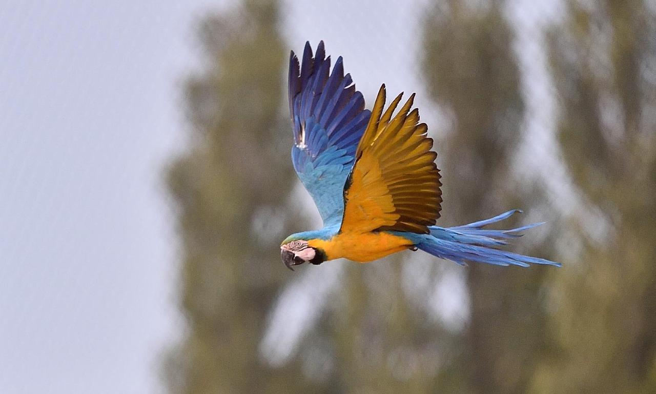 Parrot World - Les Lodges Crecy-la-Chapelle Kültér fotó