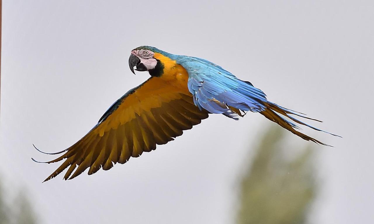 Parrot World - Les Lodges Crecy-la-Chapelle Kültér fotó